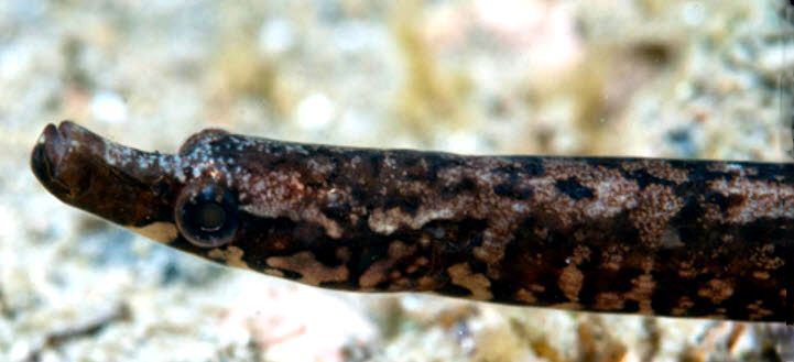 Nerophis lumbriciformis_04.jpg